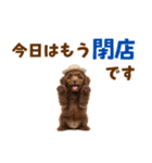 毎日使える♪トイプードル子犬スタンプ（個別スタンプ：24）