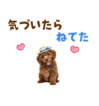 毎日使える♪トイプードル子犬スタンプ（個別スタンプ：27）