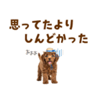 毎日使える♪トイプードル子犬スタンプ（個別スタンプ：29）