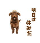毎日使える♪トイプードル子犬スタンプ（個別スタンプ：31）