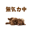 毎日使える♪トイプードル子犬スタンプ（個別スタンプ：32）