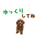 毎日使える♪トイプードル子犬スタンプ（個別スタンプ：33）