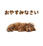 毎日使える♪トイプードル子犬スタンプ（個別スタンプ：34）