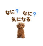 毎日使える♪トイプードル子犬スタンプ（個別スタンプ：35）