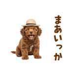 毎日使える♪トイプードル子犬スタンプ（個別スタンプ：36）