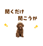 毎日使える♪トイプードル子犬スタンプ（個別スタンプ：38）