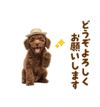 毎日使える♪トイプードル子犬スタンプ（個別スタンプ：39）