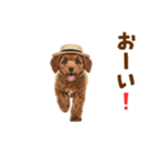 毎日使える♪トイプードル子犬スタンプ（個別スタンプ：40）