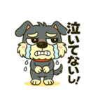 シュナウザーの日常.ツンデレ顔でかver.②（個別スタンプ：1）