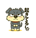 シュナウザーの日常.ツンデレ顔でかver.②（個別スタンプ：8）