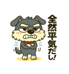 シュナウザーの日常.ツンデレ顔でかver.②（個別スタンプ：12）