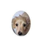 lovely dog,"chai"チャイ（個別スタンプ：1）