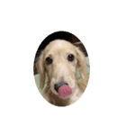 lovely dog,"chai"チャイ（個別スタンプ：2）