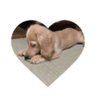 lovely dog,"chai"チャイ（個別スタンプ：3）