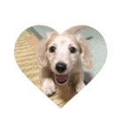 lovely dog,"chai"チャイ（個別スタンプ：5）