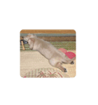 lovely dog,"chai"チャイ（個別スタンプ：6）