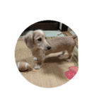 lovely dog,"chai"チャイ（個別スタンプ：7）