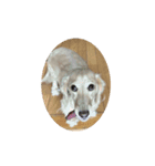 lovely dog,"chai"チャイ（個別スタンプ：8）