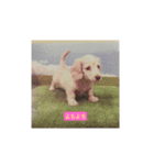 lovely dog,"chai"チャイ（個別スタンプ：9）