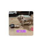 lovely dog,"chai"チャイ（個別スタンプ：10）