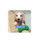 lovely dog,"chai"チャイ（個別スタンプ：11）