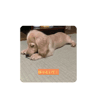 lovely dog,"chai"チャイ（個別スタンプ：12）