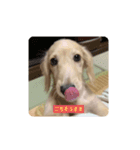 lovely dog,"chai"チャイ（個別スタンプ：13）