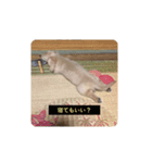 lovely dog,"chai"チャイ（個別スタンプ：14）