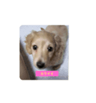 lovely dog,"chai"チャイ（個別スタンプ：15）