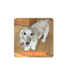 lovely dog,"chai"チャイ（個別スタンプ：16）