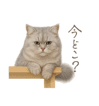 リアルなペルシャ猫2（個別スタンプ：1）