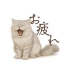 リアルなペルシャ猫2（個別スタンプ：3）