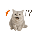 リアルなペルシャ猫2（個別スタンプ：4）