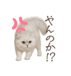 リアルなペルシャ猫2（個別スタンプ：5）