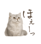 リアルなペルシャ猫2（個別スタンプ：6）