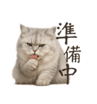 リアルなペルシャ猫2（個別スタンプ：7）