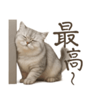 リアルなペルシャ猫2（個別スタンプ：8）