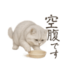 リアルなペルシャ猫2（個別スタンプ：9）