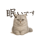 リアルなペルシャ猫2（個別スタンプ：10）