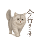 リアルなペルシャ猫2（個別スタンプ：12）