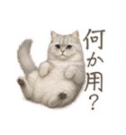 リアルなペルシャ猫2（個別スタンプ：13）