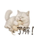 リアルなペルシャ猫2（個別スタンプ：14）