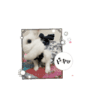 うさぎのコナン家 群青の動くスタンプ（個別スタンプ：3）