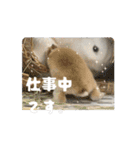 うさぎのコナン家 群青の動くスタンプ（個別スタンプ：6）
