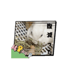 うさぎのコナン家 群青の動くスタンプ（個別スタンプ：7）