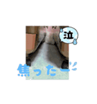 うさぎのコナン家 群青の動くスタンプ（個別スタンプ：8）