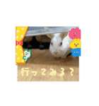 うさぎのコナン家 群青の動くスタンプ（個別スタンプ：11）