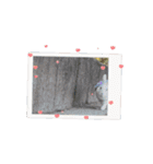 うさぎのコナン家 群青の動くスタンプ（個別スタンプ：12）