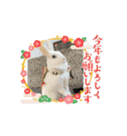 うさぎのコナン家 群青の動くスタンプ（個別スタンプ：15）