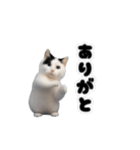 動く！踊るミニ猫ミーム（個別スタンプ：3）